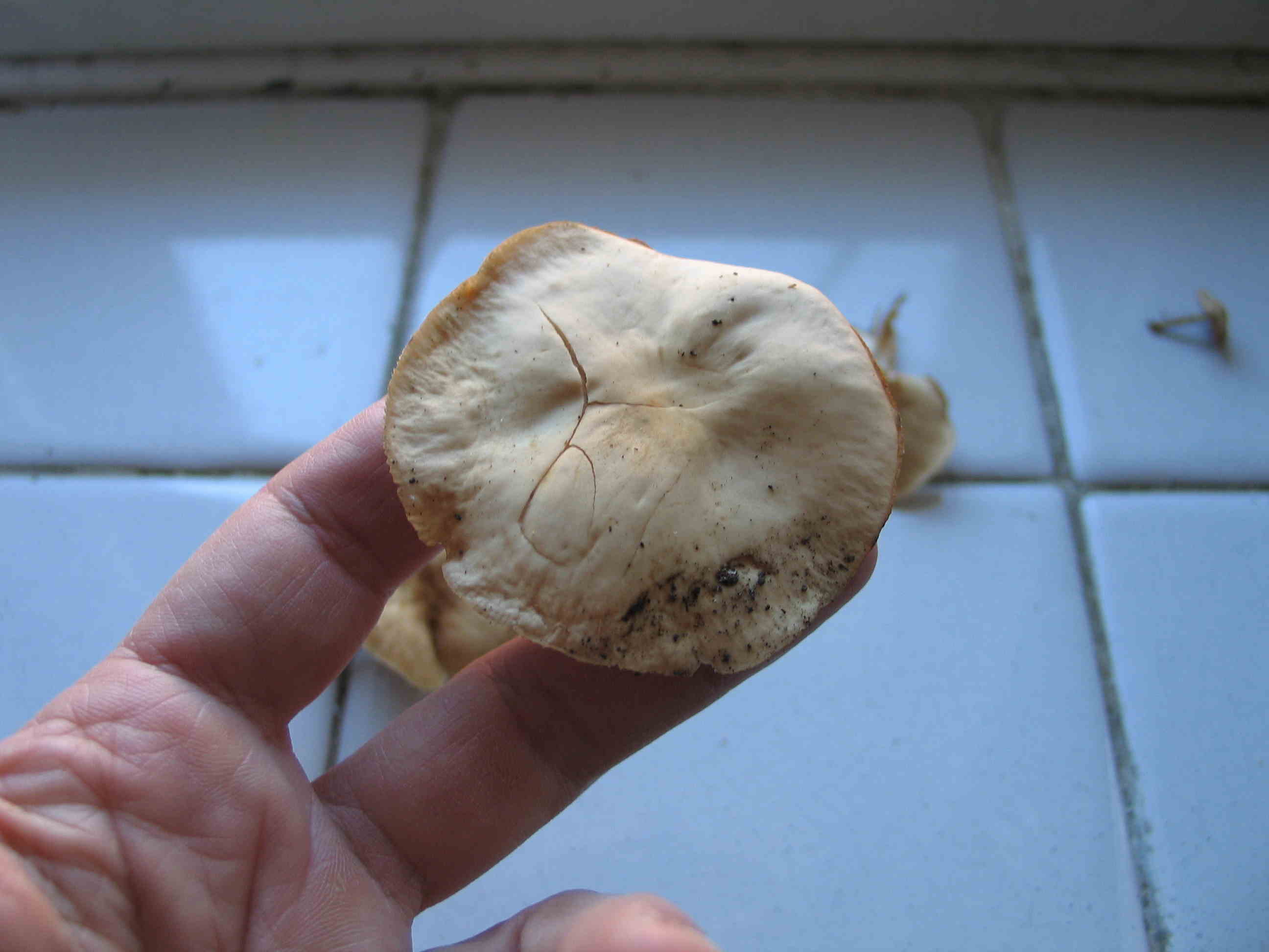 ricorda M. Oreades (cfr. Gymnopus sp.)